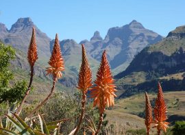 drakensberg-cathedral-peaks Country Life