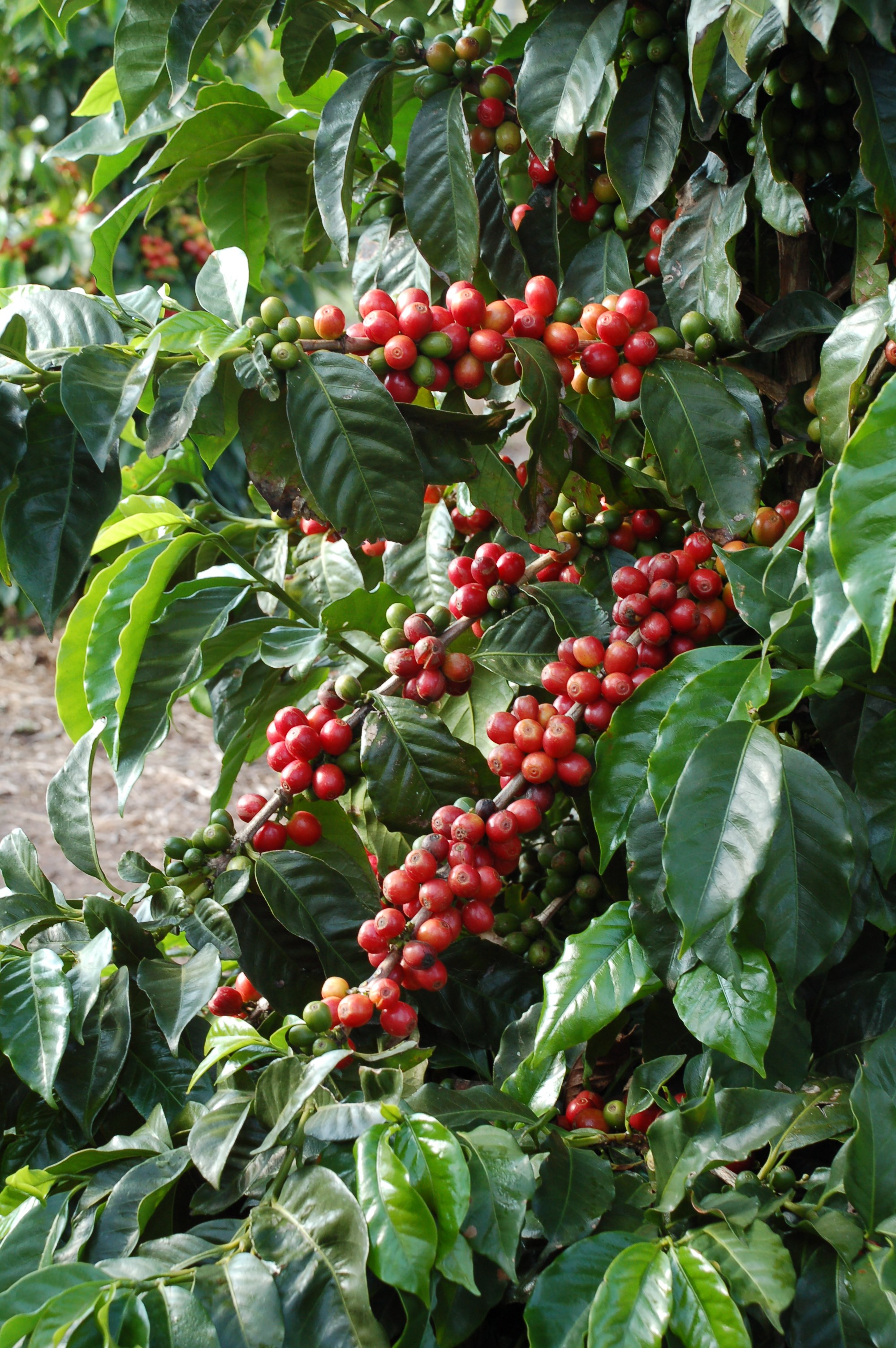 Assagay Coffee Farm