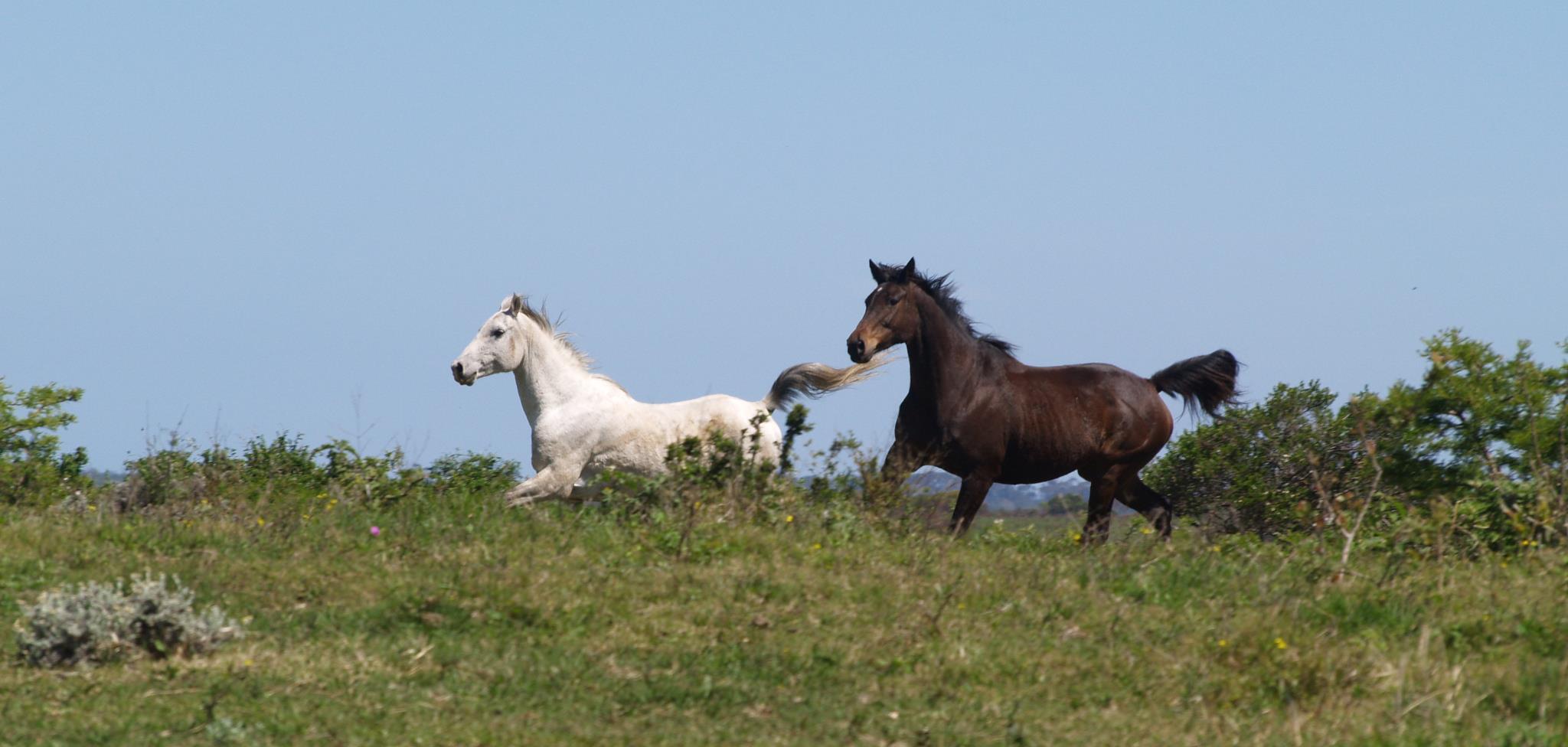 Cintsa Horses