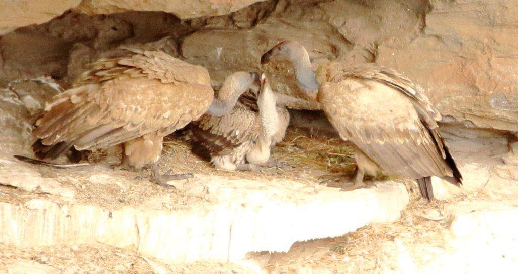 Oribi Vulture Viewing & Hide