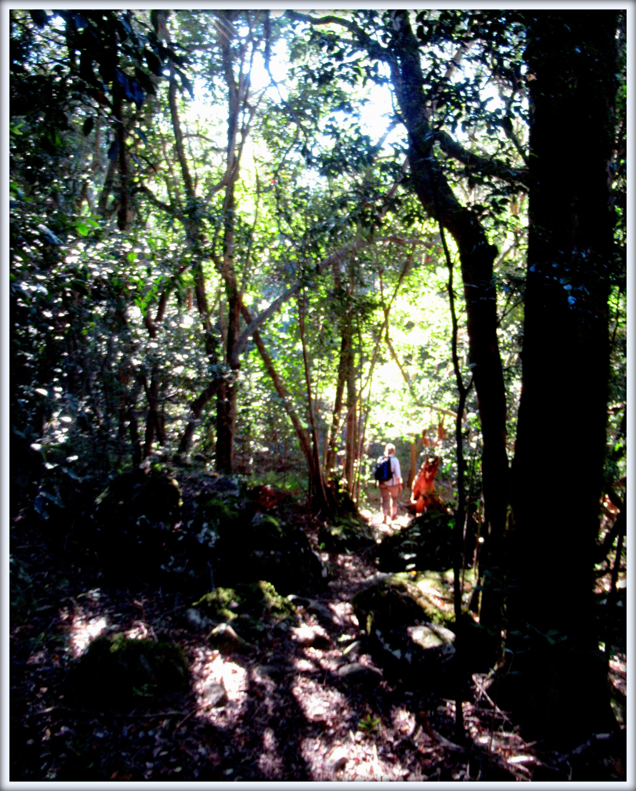 Forest Bathing, Cape Town