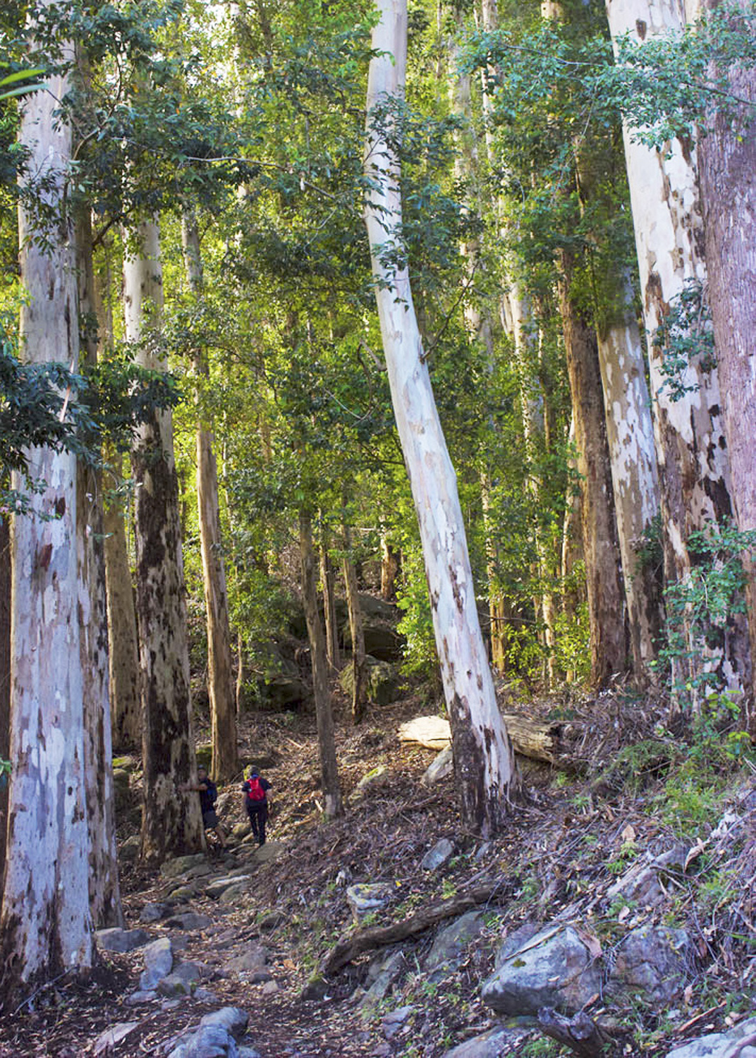 Forest Bathing, Cape Town