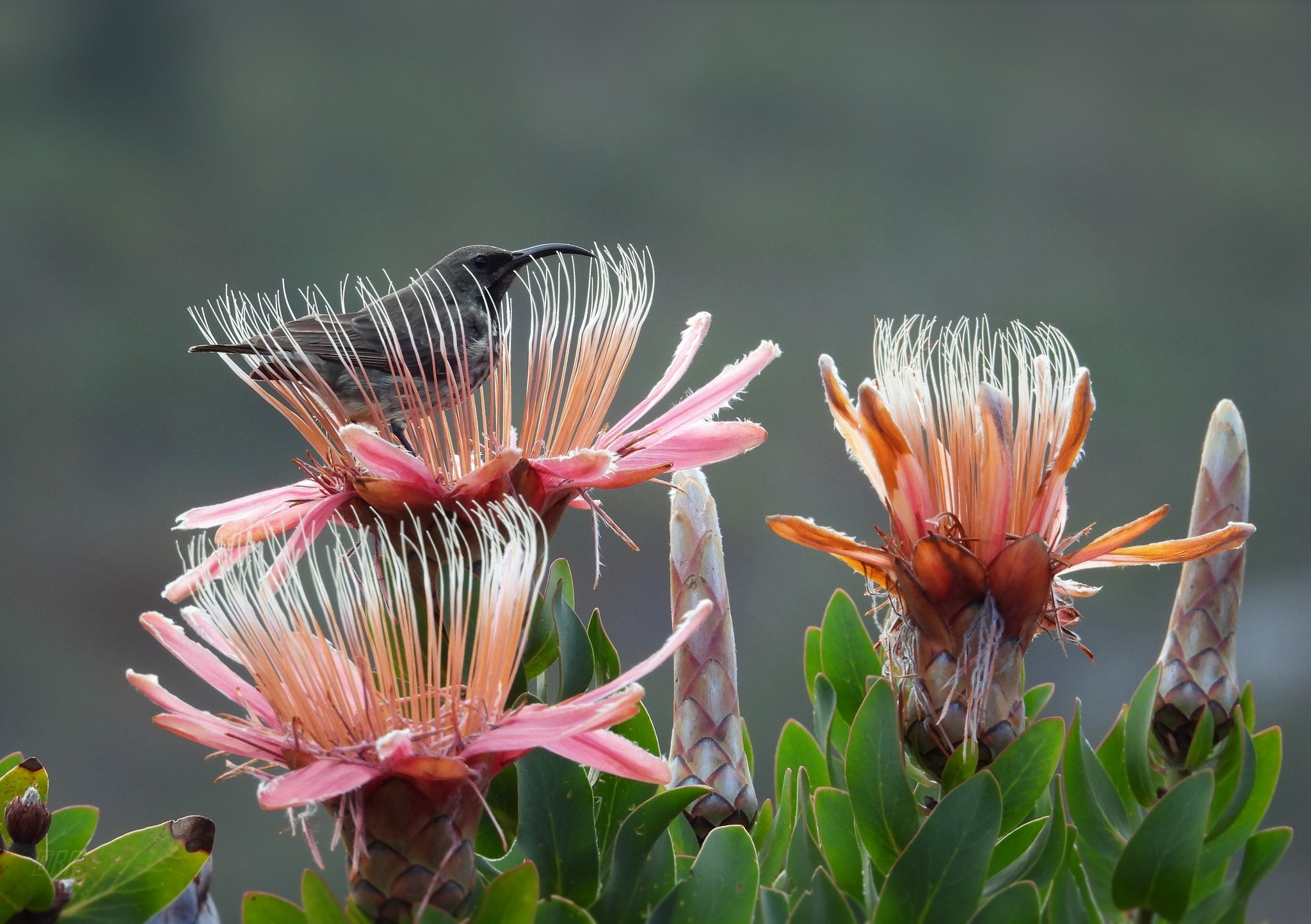 Kirstenbosch National Botanical Gardens